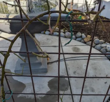 Climbing rose tied to arch