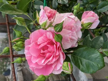 Picture of Flamingo Dancer rose