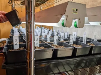 Pepper seeds planted indoors under a grow light.