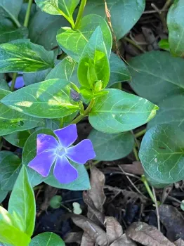 Periwinkle (vinca major) is an invasive weed in many areas. J.C. Lawrence