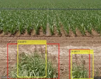 El pasto Johnson fue identificado cerca de un sitio agrícola mediante el uso de Google Street View. Los recuadros amarillos fueron generados por la inteligencia artificial; los recuadros rojos fueron dibujados por humanos.