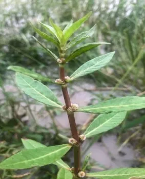 Figure 1. White water fire (Bergia capensis), photo by Troos Van Der Merwe.