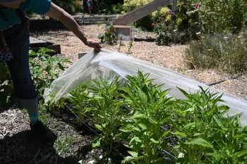 A person holding up a white protective netting on pepper plants.
