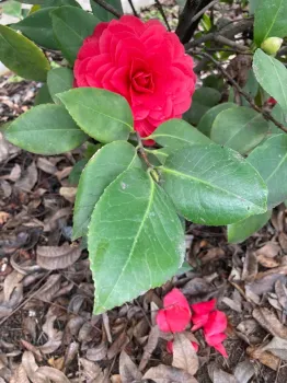 Pick up any camelia petals and blossoms that have fallen on the ground to prevent petal blight in the future. After camelias have finished blooming, it's time to fertilize. (Photo: Jeannette Warnert)