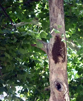 A bee tree on the UC Davis campus. (Photo by Kathy Keatley Garvey)