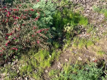 Weeds in Fresno County are germinating rapidly in warm spring weather. Address weeds immediately to make control easier. (Photos: Jeannette Warnert)