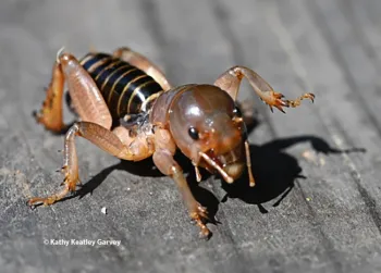 A Jerusalem cricket, also known as a 