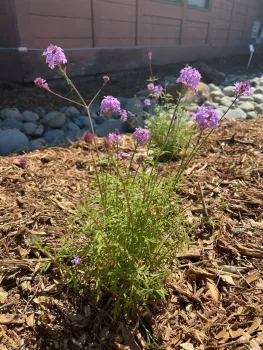 Bed #1 Verbena lilacina 'De La Mina'