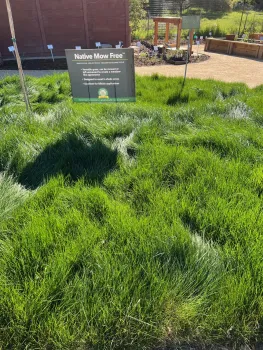 Bed #12 Native Mow Free Grass