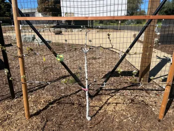Bed #2 Espaliered Apple Tree 2