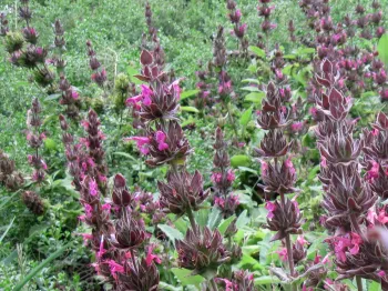 Bed #3 Hummingbird Sage