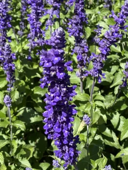 Bed #4 Salvia Indigo Spires 1