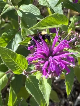 Bed #6 Blue Stocking Bee Balm