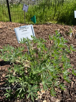 Bed #9 Silver Bush Lupine