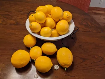 Meyer lemons.
