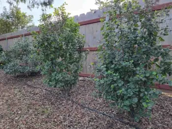 Polyethylene tubing with emitters on hedge planting. Jeanette Alosi