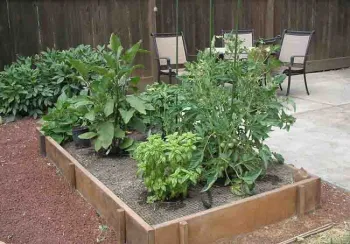 Drip irrigation in a raised vegetable bed. Laura Lukes
