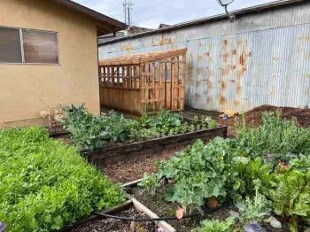 Vegetables growing in the Garden at St. Timothy's Episcopalian Church in Gridley. Grace Mahannah
