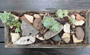 Young succulents including sempervivum at left. J.C. Lawrence