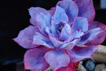 Echeveria close-up. Jeffrey Blake