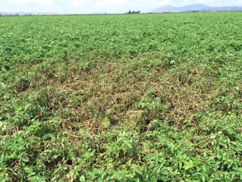 Green field of potato plants with many brown and withered plants.