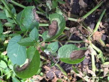 Dark green leaves that are curled and darkened.