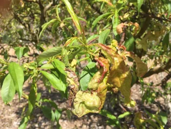Several leaves on a branch are distorted and turning red while the others are green and healthy.