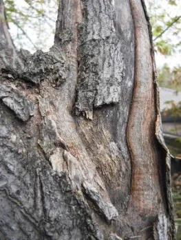 Several-year-old sunscald damage on a large Japanese maple branch. The tree has attempted to heal itself, but the new, rounded-edge, living plant tissue still hasn't covered the large scar. (Photo by Kathy Ikeda, © 2018)