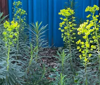 The flower bracts of Euphorbia Characias provide a jolt of lime green in early spring. J.C. Lawrence