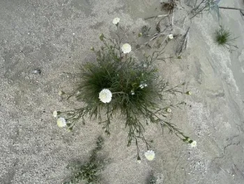 Pincushion Flower (Chaenactis fremontii)