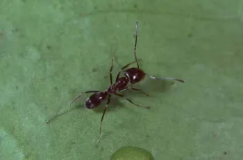 Adult Argentine ant. Jack Kelly Clark, UC IPM Program