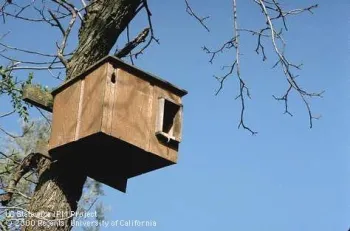 Wooden box mounted to a tree.