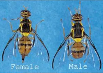 La mosca oriental de la fruta pone sus huevos en la fruta, y los huevos eclosionan en larvas que luego se alimentan de la fruta.