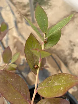 Lady beetles serve as natural predators for pests such as aphids.
