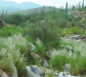feathertop in the wild