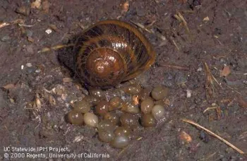 Adult brown garden snail near fresh snail eggs. Jack Kelly Clark, UC IPM Program