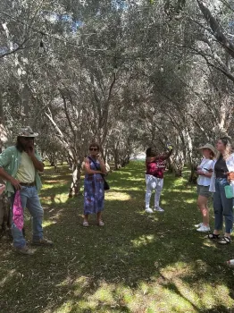 De visita por un cultivo de aceitunas. Actualmente California es el único estado del país que produce aceitunas comercialmente.