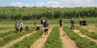 California tiene una extensa variedad de sitios para realizar agroturismo.