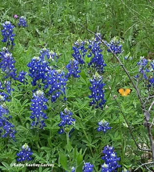 A sleepy orange butterfly, Abaeis nicippe, flutters in the garden. (Photo by Kathy Keatley Garvey)