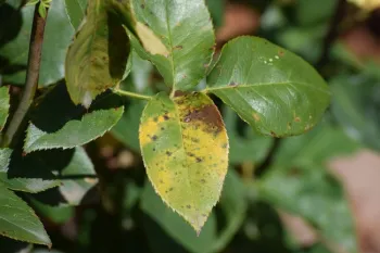 Photo 1 – Black Spot