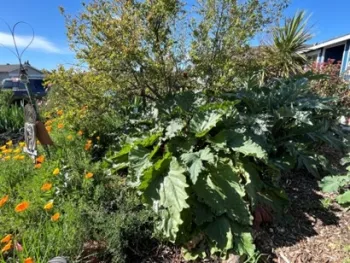 rhubarb tina saravia