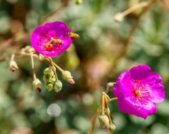 Brilliant pink flowers with show with two bees seeking nectar in the blooms.