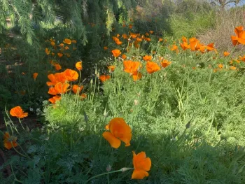 California poppies growing in sunny areas on the valley floor are now in full bloom. (Photo: Jeannette Warnert)