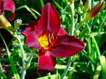 Daylily. Brent McGhie