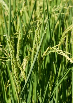 Rice (photo credit: Brad Hooker)