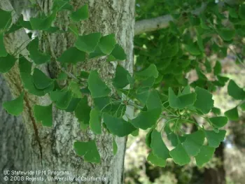 Close up photo of bark and green, feathery leaves.