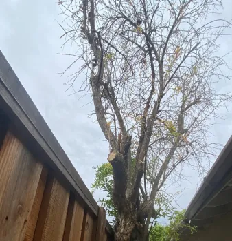 1. Goodbye to an old friend-Maybe. photos by Peggy Smith