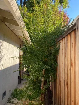 2. Shoots in all directions