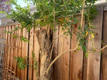 3. Almost trimmed for year one