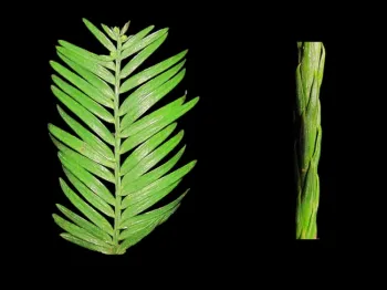 The two types of redwood leaf shoots. Peripheral on the left and axial on the right. Alana Chin, UC Davis